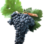 tempranillo